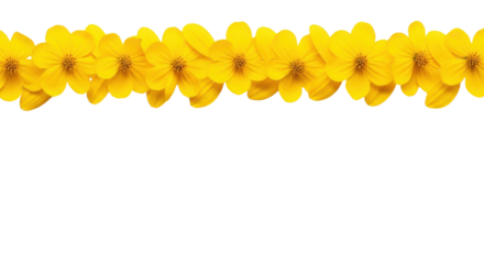 Yellow daisies arranged in a row isolated PNG with Transparent Background