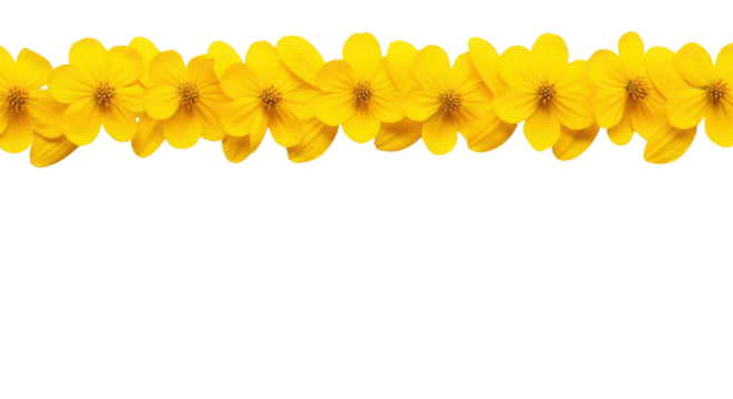 Yellow daisies arranged in a row isolated PNG with Transparent Background