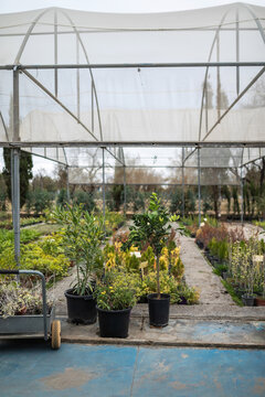 Greenhouse with Potted Plants