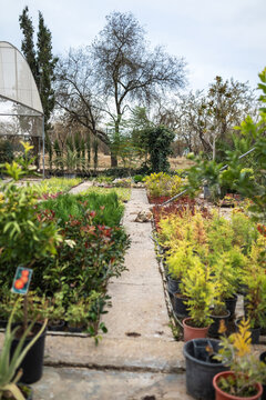 Greenhouse with Potted Plants