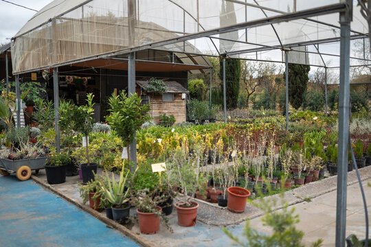 Greenhouse with Potted Plants