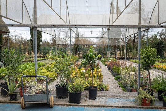 Greenhouse with Potted Plants