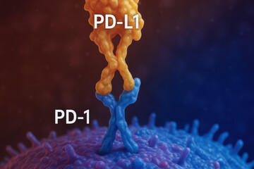T cell interaction with cancer cells involving PD 1 and PD L1 proteins illustrates immune response mechanisms in cancer treatment research