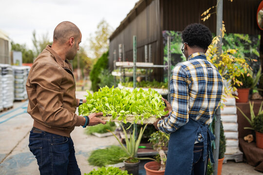 Greenhouse Workers Moving Plants Together.