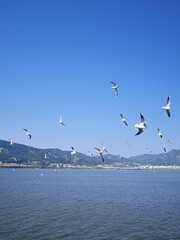 seagulls in flight