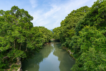 Fototapeta premium 新緑に包まれた川