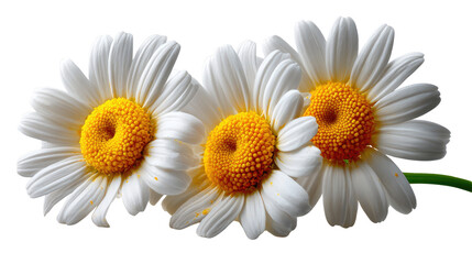 Fototapeta premium Delicate Daisy Trio: A close-up of three pristine daisies, showcasing the perfect symmetry of white petals surrounding a vibrant yellow center, embodies simplicity and the beauty of nature.