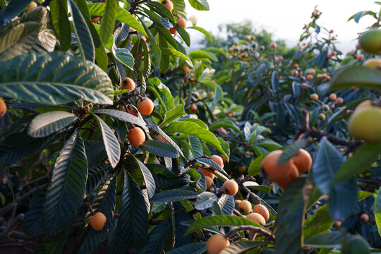 ripe loquat fruit on the tree