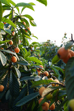 ripe loquat fruit on the tree