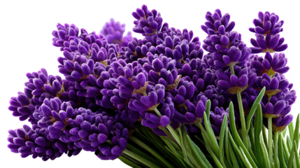 Fragrant Lavender Delight: Close-up of a vibrant bunch of purple lavender flowers, emanating a soothing scent, perfect for aromatherapy and adding a touch of rustic elegance.