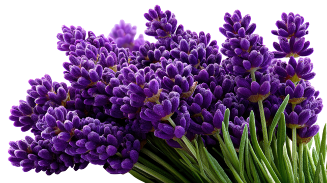 Fragrant Lavender Delight: Close-up of a vibrant bunch of purple lavender flowers, emanating a soothing scent, perfect for aromatherapy and adding a touch of rustic elegance.