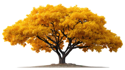Golden Canopy: A majestic tree stands proud, its expansive crown ablaze with golden leaves, an iconic symbol of the fall season.