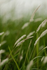 Obraz premium green wheat field
