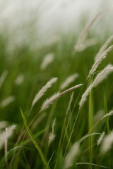 grass in the wind
