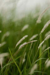grass in the wind