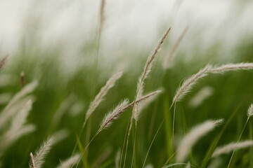 Obraz premium green grass background