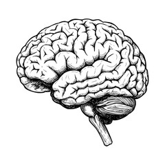 Detailed brain illustration in a vintage sketch style, perfect for educational materials, medical designs, and conceptual health graphics.
