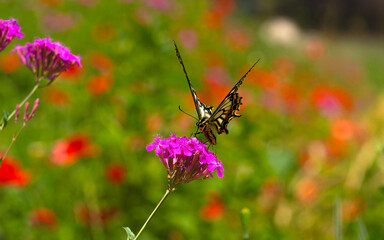 A butterfly sits on a wild flower. Butterflies sit on flowers, drink nectar.
