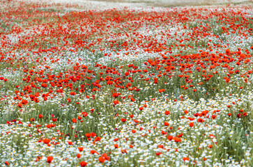 Red poppy and white daisy field in full bloom
