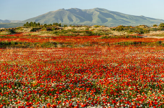 Blooming poppy and daisy field with mountain view

