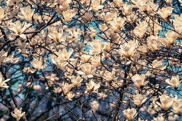 Elegant White Magnolias in Full Bloom Against Blue Sky
