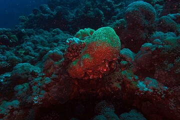beautiful coral reef and diver