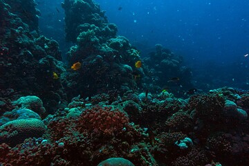 underwater scene of scuba diver and coral