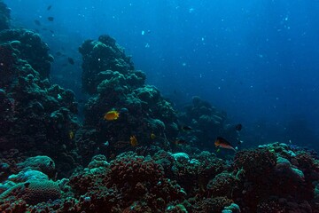 underwater scene of scuba diver and coral