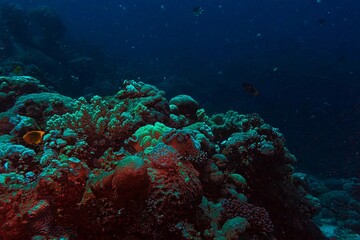 colorful coral reef in the red sea