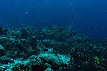 diver and coral reef nighr view