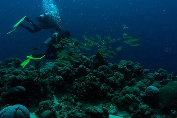 Fototapeta premium scuba diver and coral reef and a school of fish