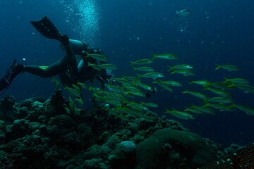 scuba diver and coral reef with school of fish