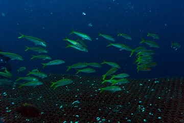 Fototapeta premium school of fish under water scene