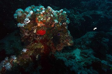 coral reef in the red sea scene