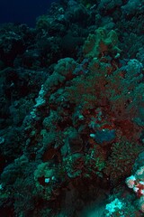 Fototapeta premium tropical coral reef in the red sea