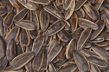 Biji matahari. Sunflower seeds are the fruit of the sunflower (Helianthus annuus). Sunflower oil