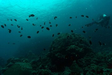 scuba diver and coral reef in sea