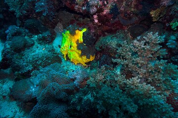 coral reef with yellow coral
