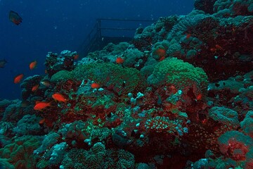 coral reef in the red sea ocean