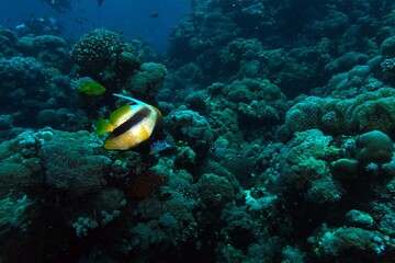 diver and coral