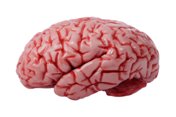 Anatomical Brain Model on Black Backdrop, Cerebral Organ for Medical Study and Neurological Research isolated on transparent background