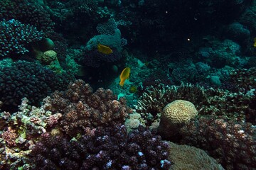 coral reef with fish
