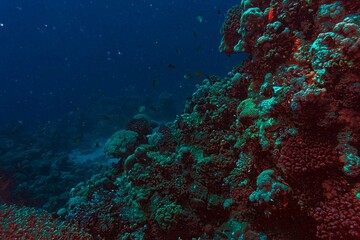 coral reef in blue water