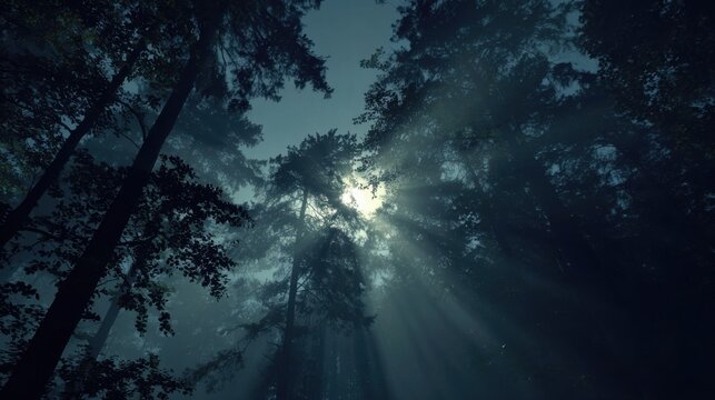 Sunlight piercing a misty forest
