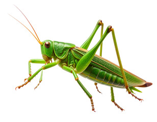  Jumping Grasshopper in Mid-Air with Motion Blur, isolated on transparent background.