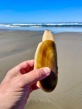 Pacific razor clam 