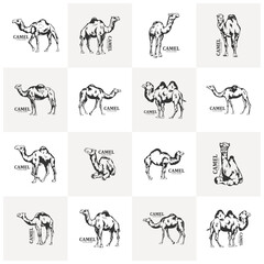 Group of Camel logo design vector. Set of Silhouette Camel Template Illustration. Icon Symbol