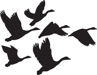 set of birds