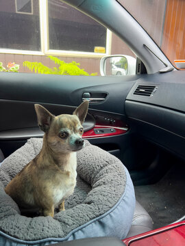 Chihuahua in car seat