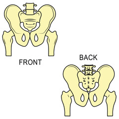 hips skeleton anatomy illustration